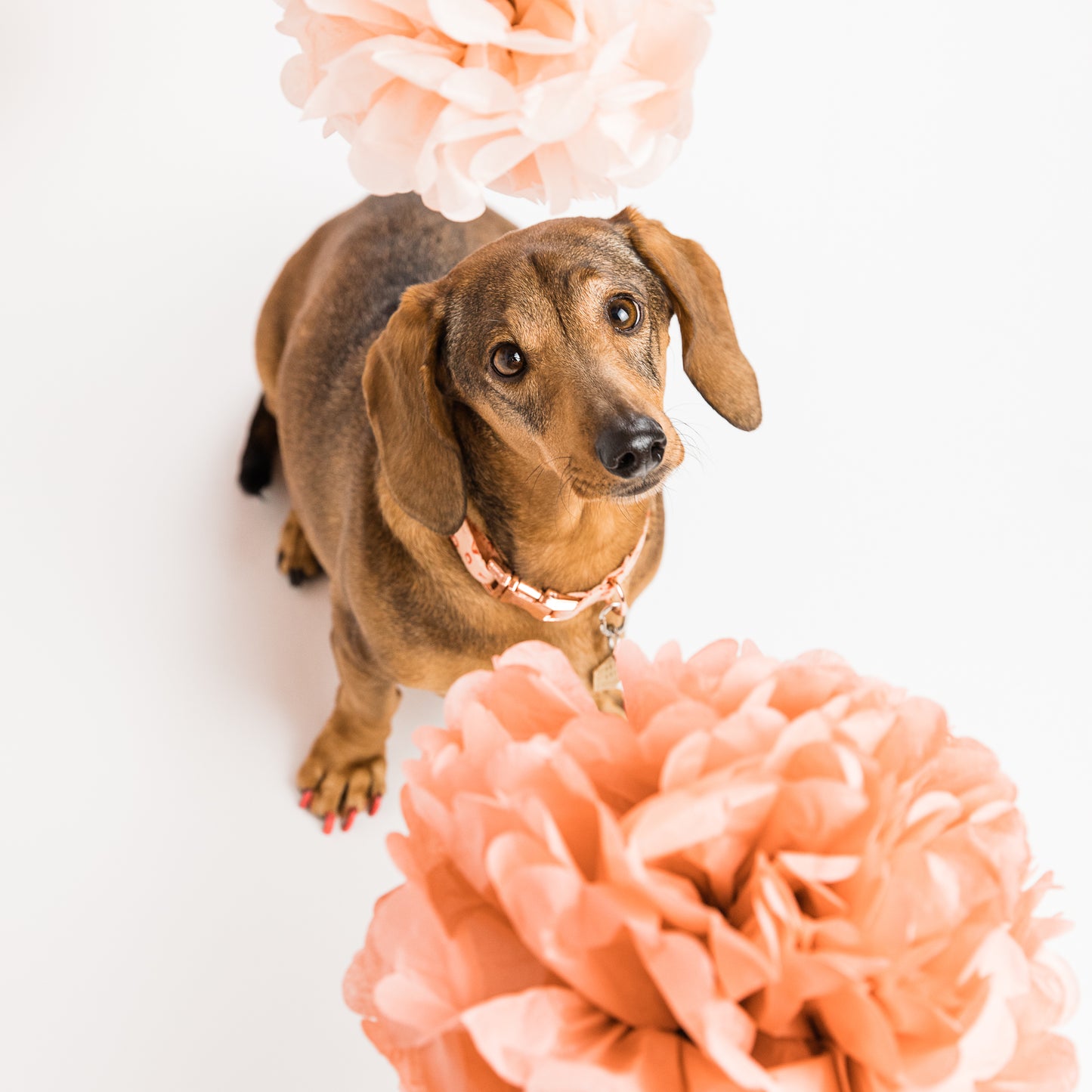 Seasonal Themed Mini Photography Session
