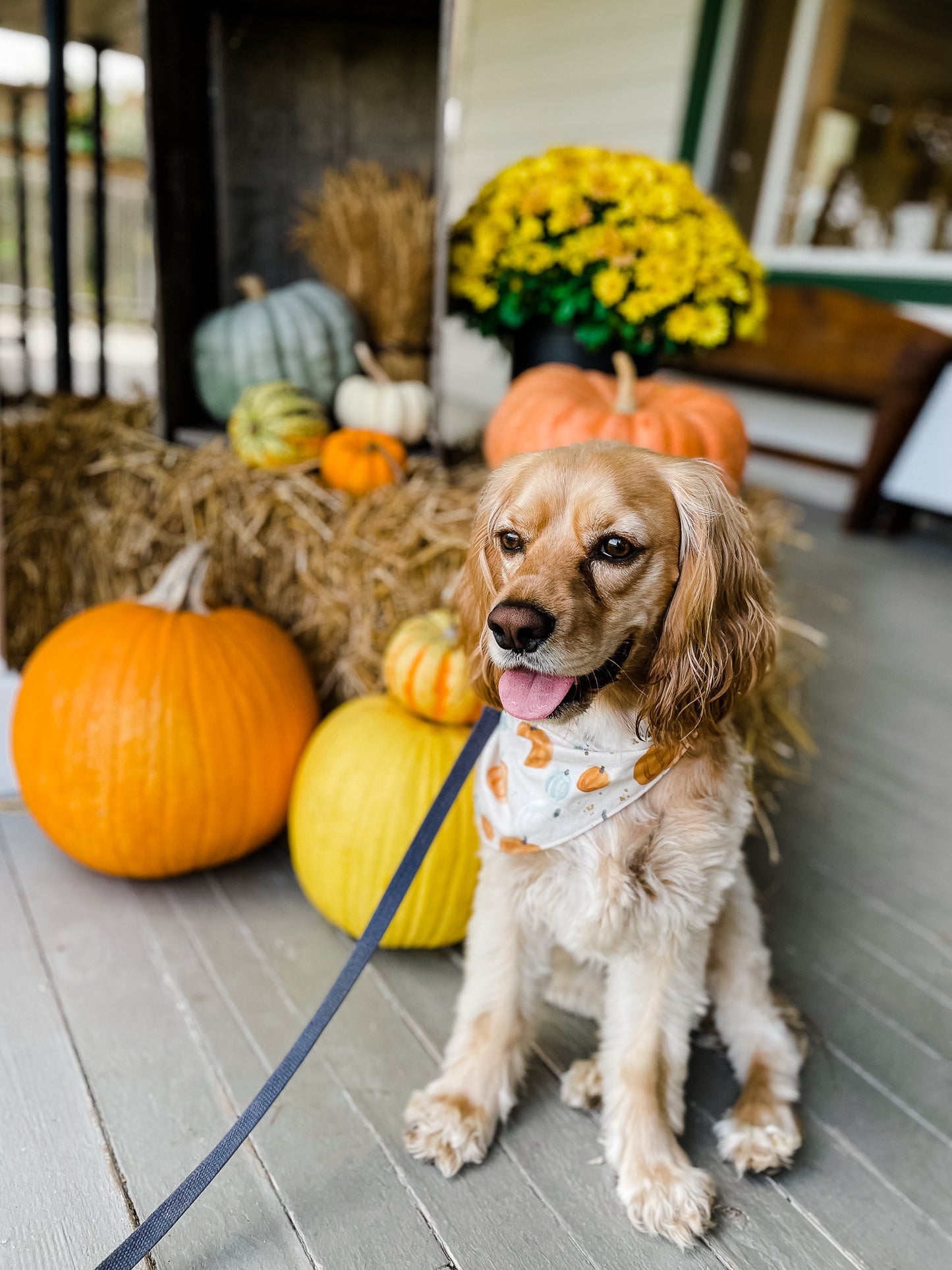 Watercolour Pumpkins Bandana