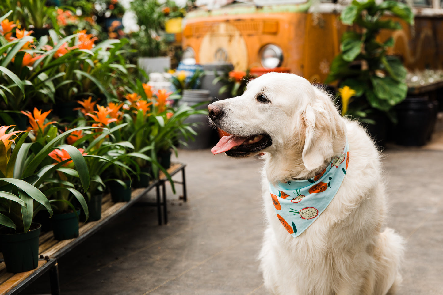 Papaya! Bandana