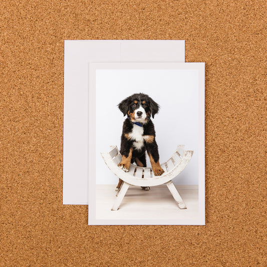 Bernese Mountain Puppy Card (Blank Inside)